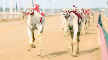 تألق لافت لهجن الشيوخ في اليوم الأول لختامي مهرجان المرموم التراثي